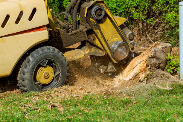 Tree Service Company in Rutherford, PA